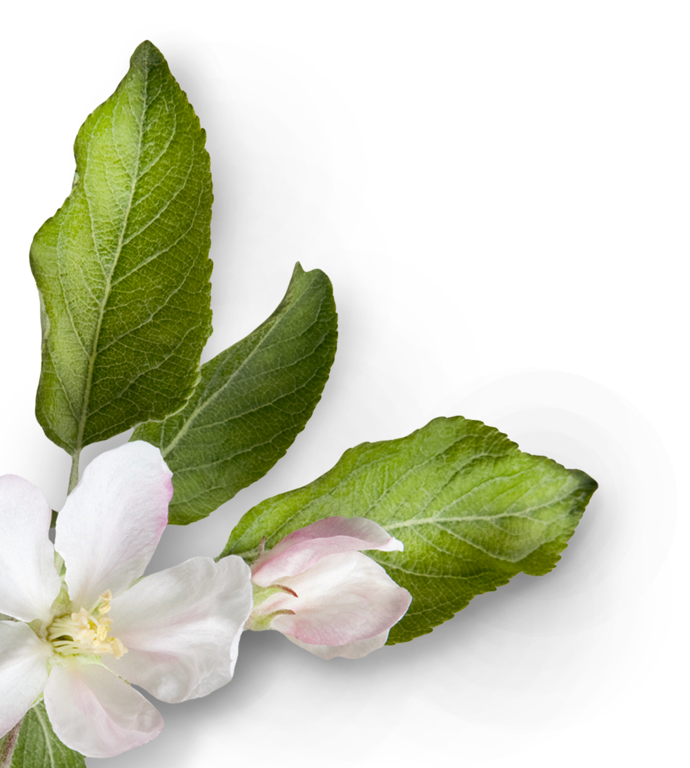 Blüte