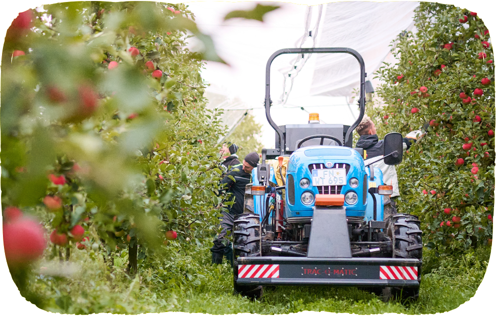 Bio Stars Ernte mit Traktor